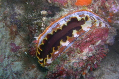 Spondylus varius