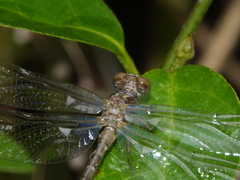 Hemigomphus theischingeri