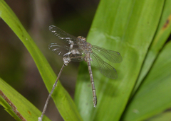 Hemigomphus theischingeri