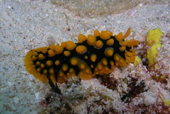 Phyllidia multituberculata