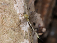 Hemigomphus theischingeri