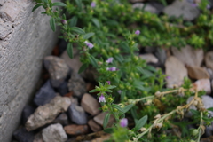 Chaenorhinum