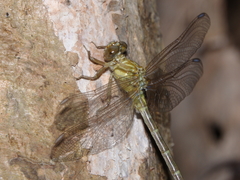 Hemigomphus theischingeri