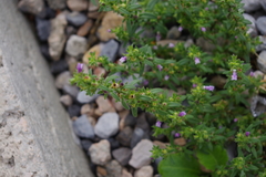 Chaenorhinum