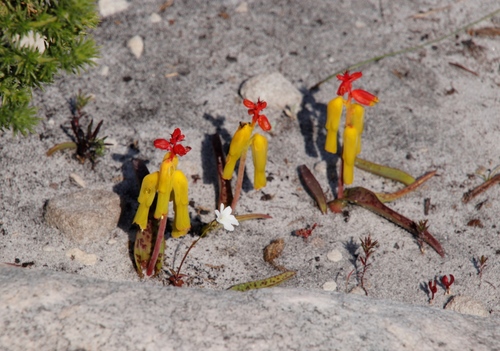 Image of Lachenalia luteola by (c) Tony Rebelo, some rights reserved (CC BY-SA)