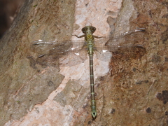 Hemigomphus theischingeri