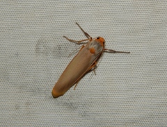Sozusa scutellata