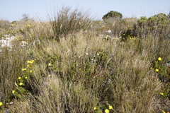 Pseudopentameris macrantha