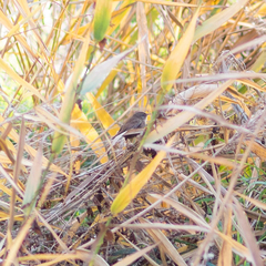 Troglodytes troglodytes