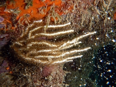 Eunicella singularis