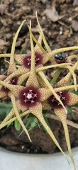 Orbea caudata