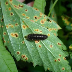Lagria villosa