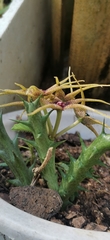 Orbea caudata