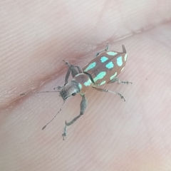 Naupactus bellus