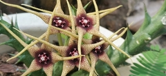 Orbea caudata