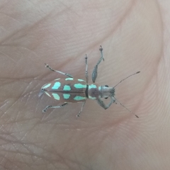 Naupactus bellus