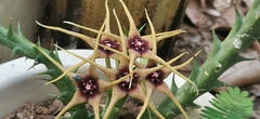 Orbea caudata