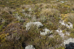 Syncarpha gnaphaloides