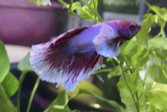 Betta splendens