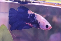 Betta splendens