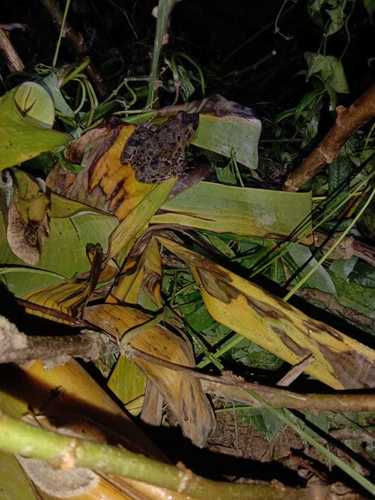 Fejervarya limnocharis