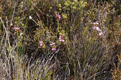 Polygala recognita