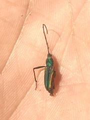 Chrysoprasis aurigena