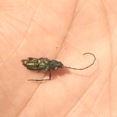 Chrysoprasis aurigena