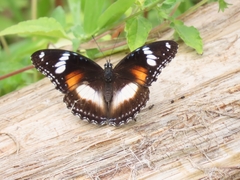 Hypolimnas bolina