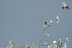 Pyrocephalus rubinus