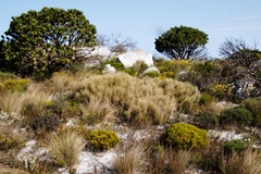 Pseudopentameris macrantha