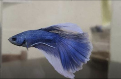 Betta splendens