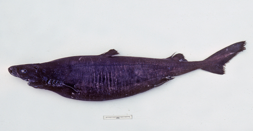 Borstel-lantaarnhaai (Etmopterus unicolor) — Etmopteridae — 3