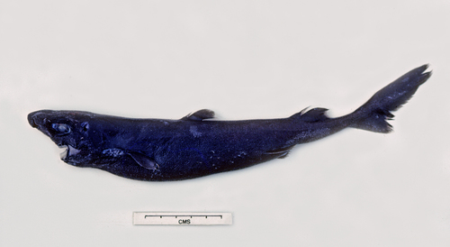 Borstel-lantaarnhaai (Etmopterus unicolor) — Etmopteridae — 2