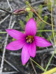 Romulea cruciata