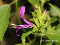 Hypoestes purpurea