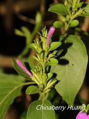 Hypoestes purpurea