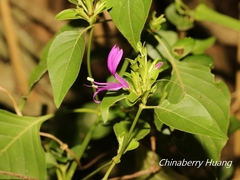 Hypoestes purpurea