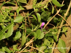 Hypoestes purpurea