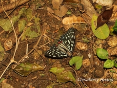 Hestina assimilis formosana