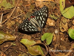 Hestina assimilis formosana
