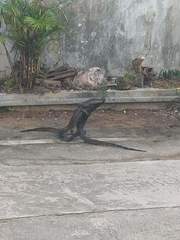 Varanus salvator macromaculatus