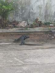 Varanus salvator macromaculatus