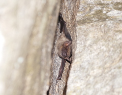 Taphozous melanopogon