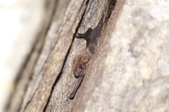 Taphozous melanopogon