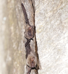 Taphozous melanopogon