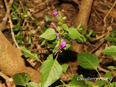 Hypoestes purpurea