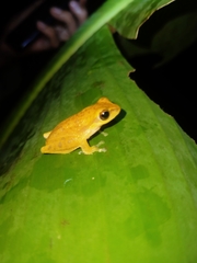 Chirixalus pantaiselatan