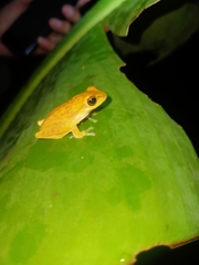 Chirixalus pantaiselatan