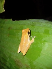 Chirixalus pantaiselatan